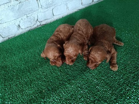 Toy poodle yavrularımız yeni yuvalarının arıyor