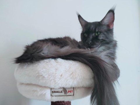 Maine coon 2 buçuk yaşında