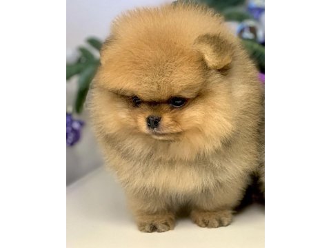 Teddy bear pomeranian yavruları