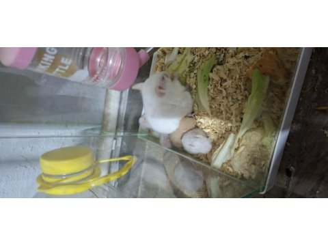 Yavru suriye hamsterları