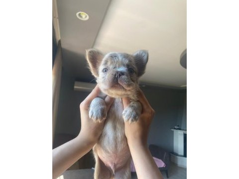 New shade ısabella tan merle fluffy erkek french bulldog