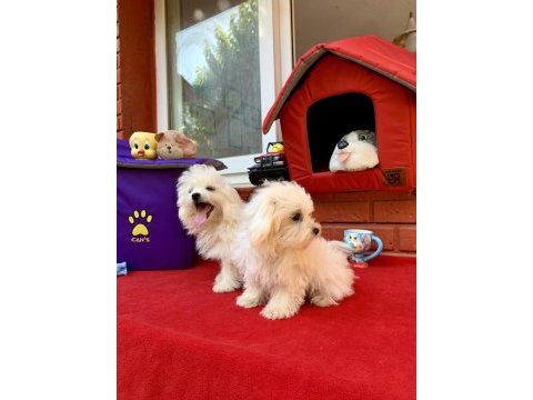 Maltese terrier