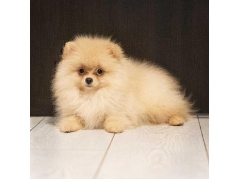 Show kalite pomeranian yavrular ziyarete açık