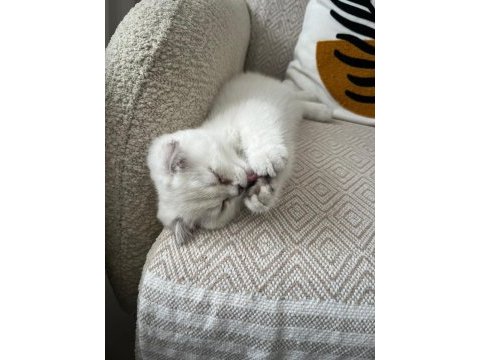 Scottish fold beyaz