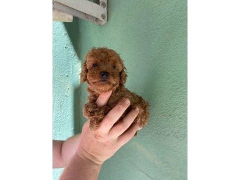 Irk ve sağlık garantili toy poodle yavrularım