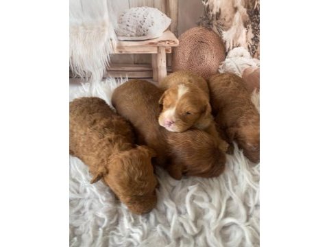 Uygun fiyata original poodle yavruları