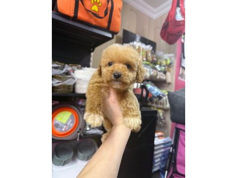 Maltipoo dişi erkek
