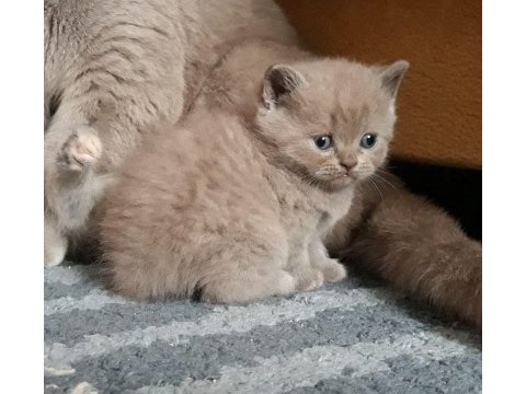 British shorthair yavruları