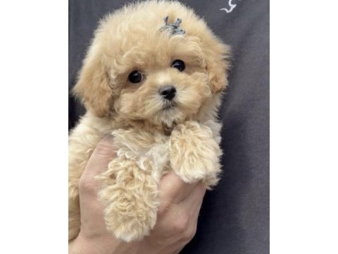 Köpeğimiz toy poodle