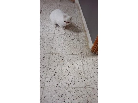 İran kedisi