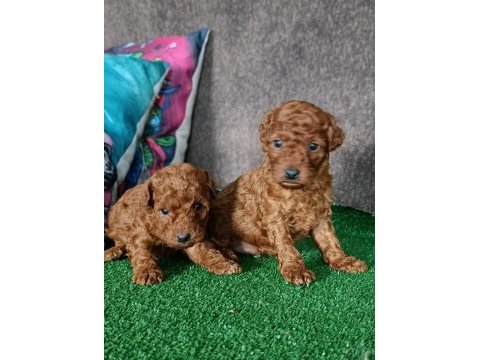Toy poodle yavrularımız
