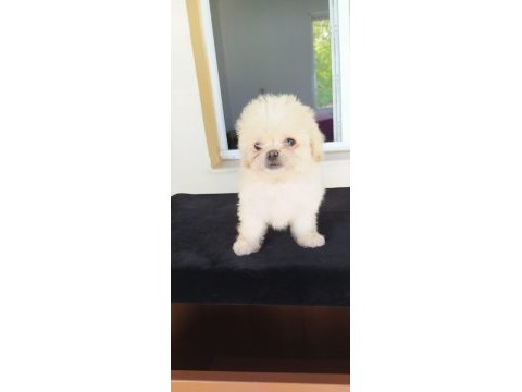 Pekines yavrularımız