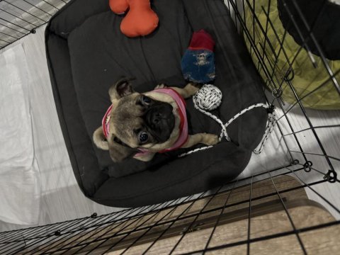 3 aylık dişi pug