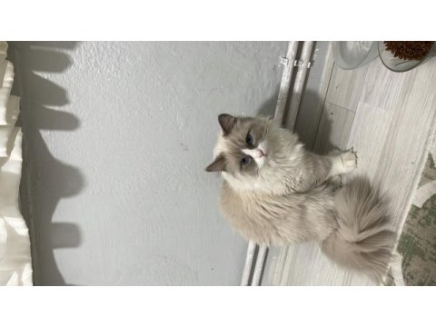 Dost canlısı ragdoll kedimiz