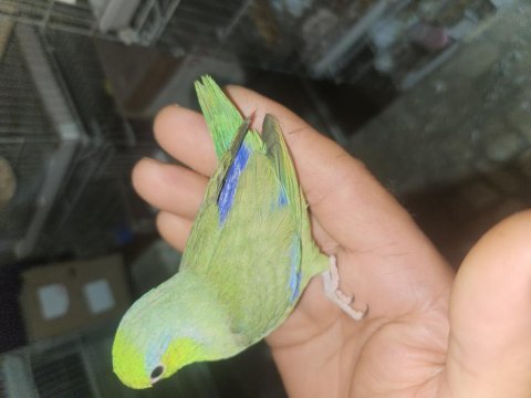 Forpus papağanı bebek kuşlar