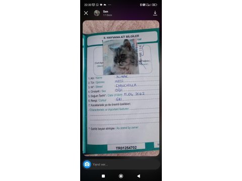 Chinchilla kedimizi sahiplendirme