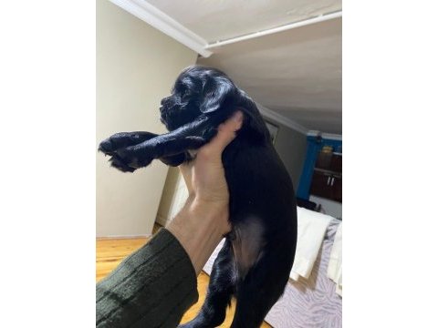 American cocker ve corgi yavruları