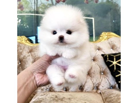 Ayicik surat boo pomeranian yavrularımız
