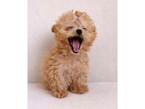Aşılı toy poodle yavrular yeni ailesini bekliyor