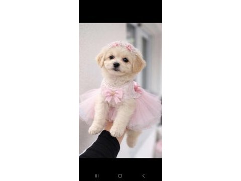 Maltipoo yavrum 55 günlük