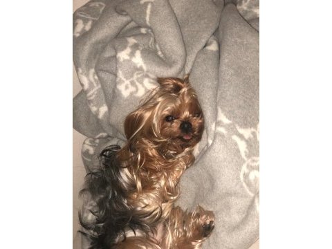 Orjinal minyatür yorkshire terrier yavrular
