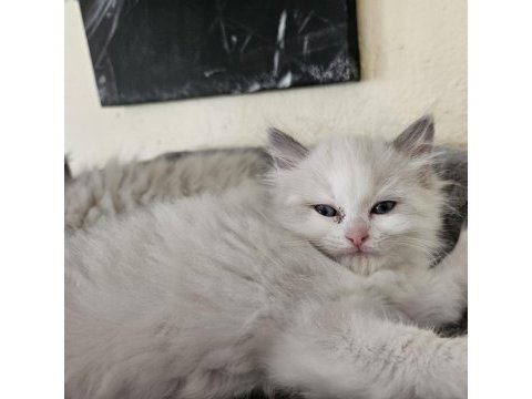 İki adet erkek ragdoll blue bicolor yavrumuz kaldı