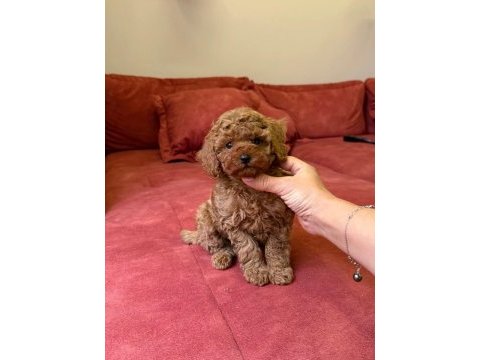 Toy poodle sıfır boy yavrular kore kan