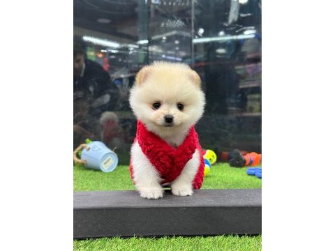 Bebek suratlı pomeranian yavrular
