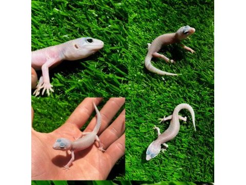 Leopard geckolar