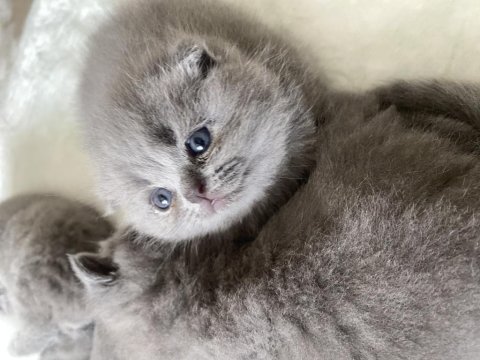 Dişi scottish fold