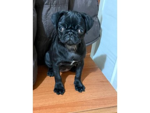 Pug yavrularımız