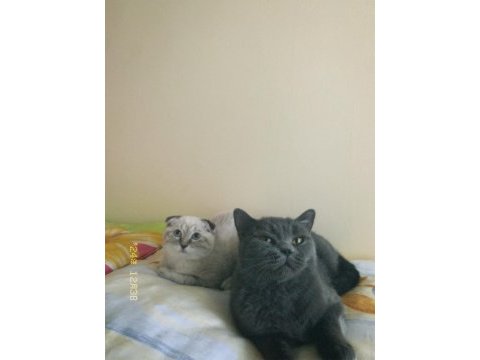 Dişi british shorthair 1 yaşında