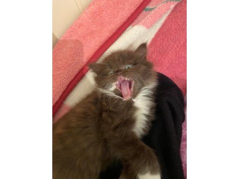 British longhair chocolate bicolor