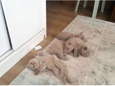 A kalite british shorthair yavrular sahiplendirilecektir