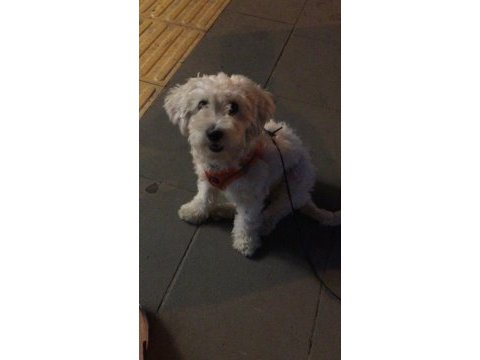 Terrier kızımız lina yeni yuvasını arıyor