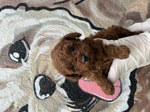 Sevimli poodle bebekleri