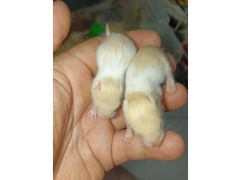 Özel tür hamster (evcil)