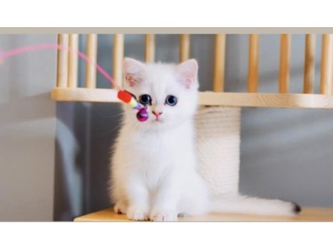 Sevgi dolu british shorthair dişi