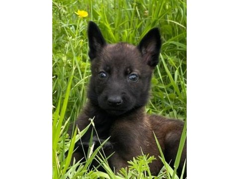 Sağlam kan hattı malinois kaliteli yavru