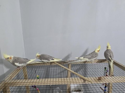 Yavru sultan papağanları 4 aylık