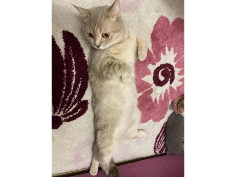 Ücretsiz british shorthair kedim