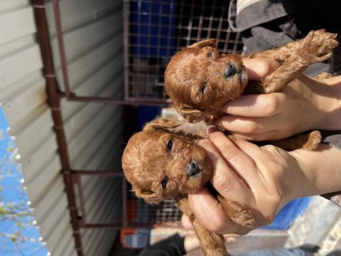Tea cup kore poodle yavrularımız