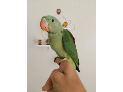 El besleme bebek alexander papağanı