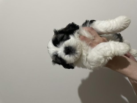 Shih tzu yavruları