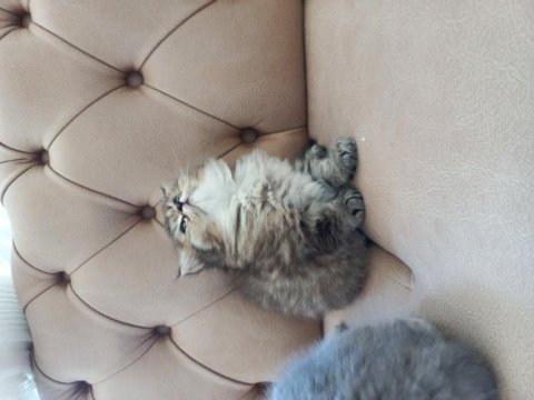 British longhair ve scottish fold yavrularımız