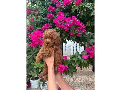Show kalite kıvır kıvır toy yavrular poodle
