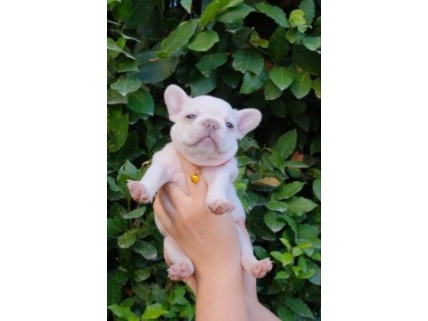 Dizzy rascal french bulldog yavruları yeni ailelerini arıyor