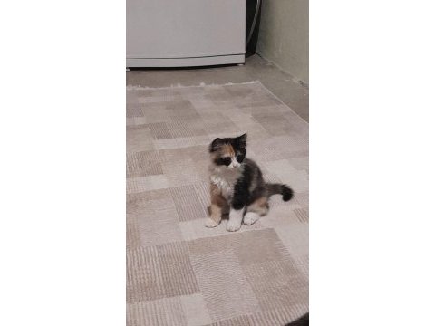 3 güzel yavru kedimiz yeni ailesini arıyor