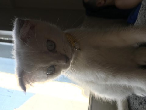 65 günlük scottish fold yavrular