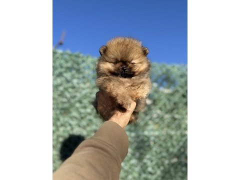 Tea cup orange ayı surat pomeranian boo